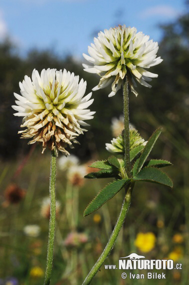 Ďatelina horská (Trifolium montanum)