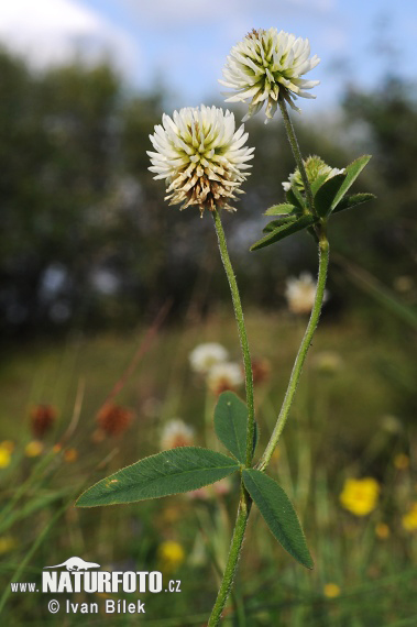 Ďatelina horská (Trifolium montanum)