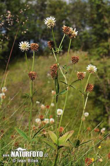 Ďatelina horská (Trifolium montanum)