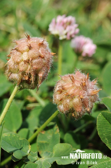 Ďatelina jahodovitá (Trifolium fragiferum)