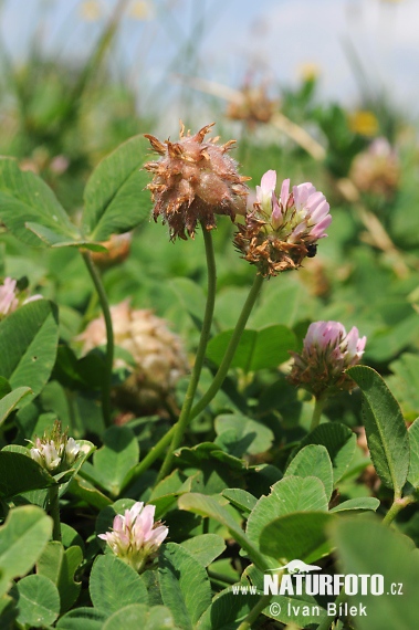 Ďatelina jahodovitá (Trifolium fragiferum)