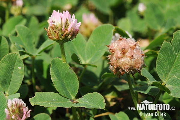 Ďatelina jahodovitá (Trifolium fragiferum)