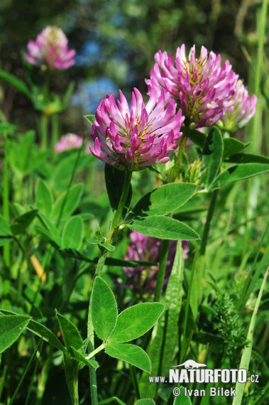 Ďatelina ohnutá (Trifolium medium)