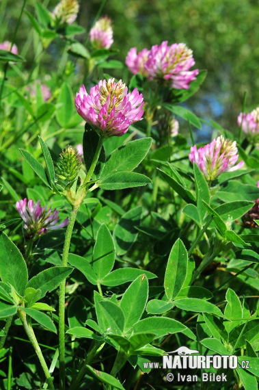 Ďatelina ohnutá (Trifolium medium)