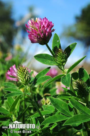 Ďatelina ohnutá (Trifolium medium)