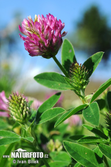 Ďatelina ohnutá (Trifolium medium)