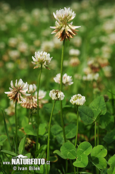 Ďatelina plazivá (Trifolium repens)