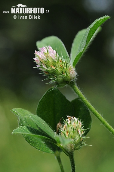 Ďatelina pruhovaná (Trifolium striatum)