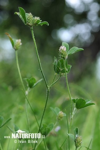 Ďatelina pruhovaná (Trifolium striatum)