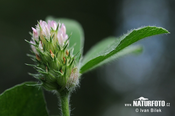 Ďatelina pruhovaná (Trifolium striatum)