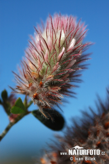 Ďatelina roľná (Trifolium arvense)