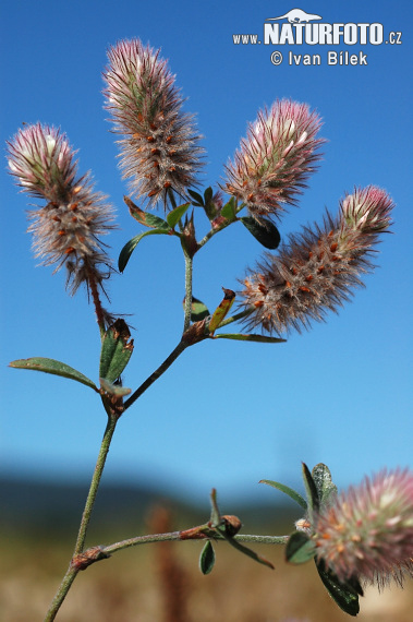 Ďatelina roľná (Trifolium arvense)