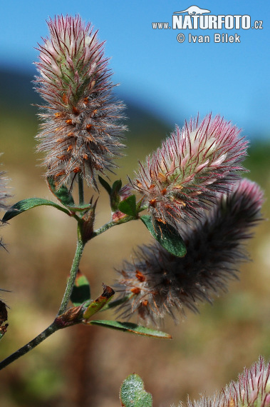 Ďatelina roľná (Trifolium arvense)