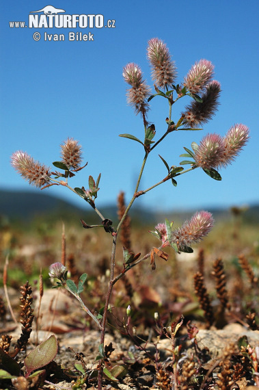 Ďatelina roľná (Trifolium arvense)