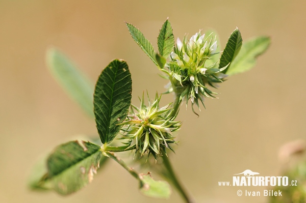 Ďatelina tupolistá (Trifolium retusum)