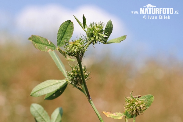 Ďatelina tupolistá (Trifolium retusum)