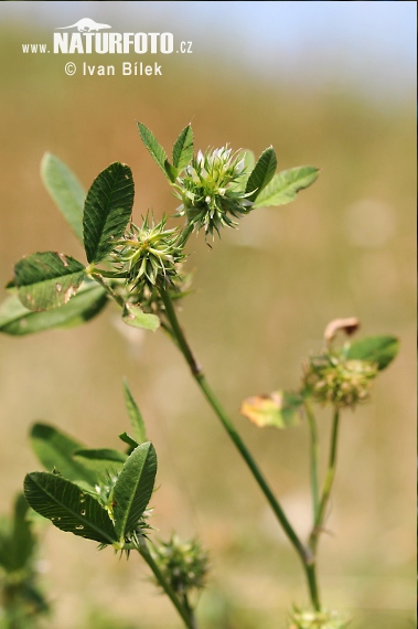 Ďatelina tupolistá (Trifolium retusum)