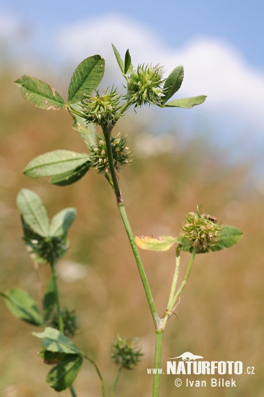 Ďatelina tupolistá (Trifolium retusum)