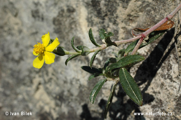 Devätorník sivý (Helianthemum canum)