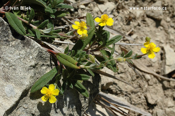 Devätorník sivý (Helianthemum canum)