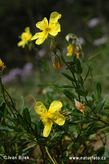 Devätorník veľkokvetý tmavý (Helianthemum grandiflorum subsp. obscurum)