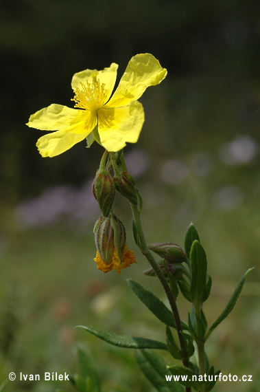 Devätorník veľkokvetý tmavý (Helianthemum grandiflorum subsp. obscurum)