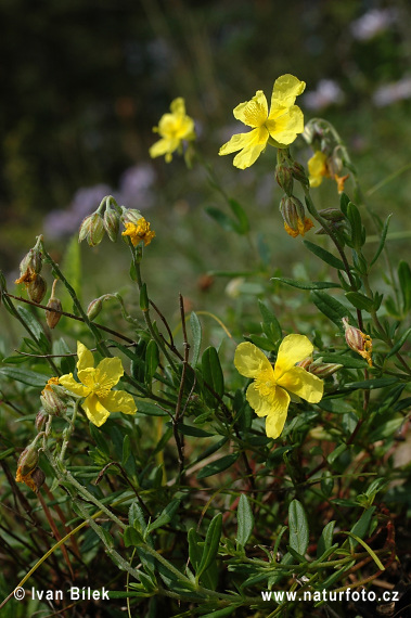 Devätorník veľkokvetý tmavý (Helianthemum grandiflorum subsp. obscurum)