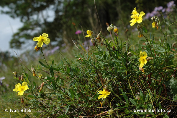 Devätorník veľkokvetý tmavý (Helianthemum grandiflorum subsp. obscurum)