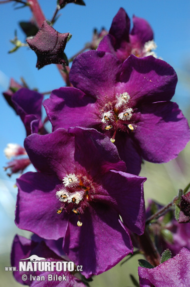 Divozel tmavočervený (Verbascum phoeniceum)