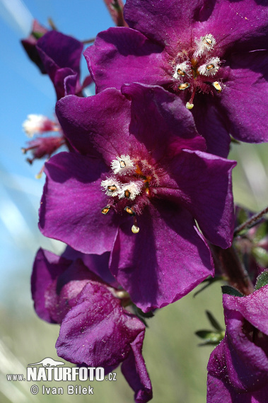 Divozel tmavočervený (Verbascum phoeniceum)