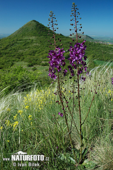 Divozel tmavočervený (Verbascum phoeniceum)