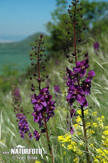 Divozel tmavočervený (Verbascum phoeniceum)