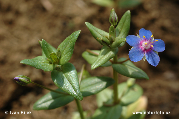 Drchnička belasá (Anagallis foemina)