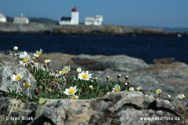 Dryádka osemlupienková (Dryas octopetala)