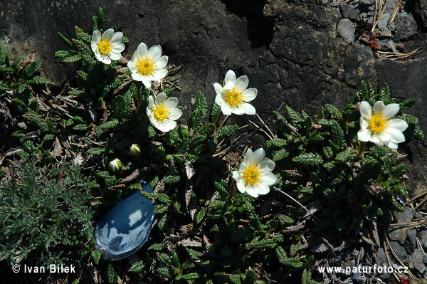 Dryádka osemlupienková (Dryas octopetala)