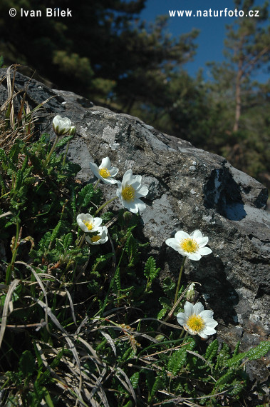 Dryádka osemlupienková (Dryas octopetala)