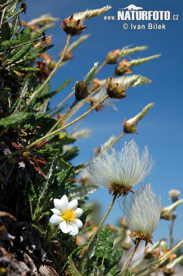 Dryádka osemlupienková (Dryas octopetala)