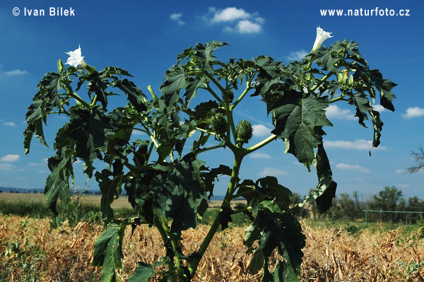 Durman obyčajný (Datura stramonium)