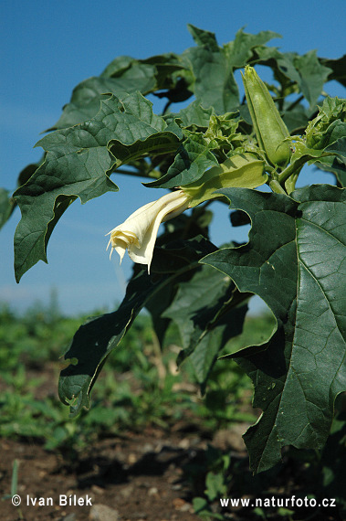 Durman obyčajný (Datura stramonium)