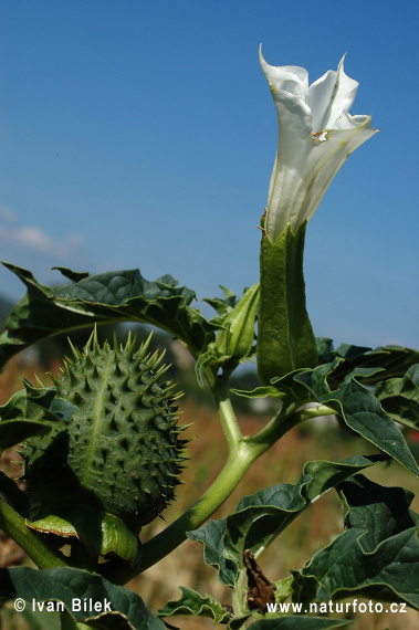 Durman obyčajný (Datura stramonium)