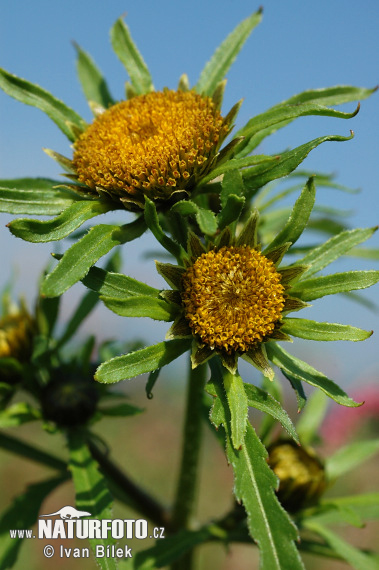 Dvojzub lúčovitý (Bidens radiata)