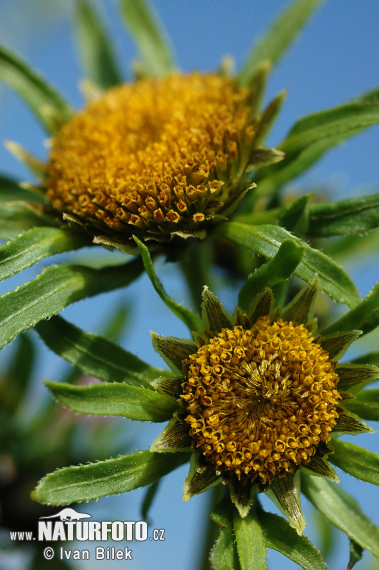 Dvojzub lúčovitý (Bidens radiata)