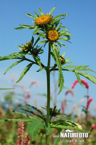 Dvojzub lúčovitý (Bidens radiata)