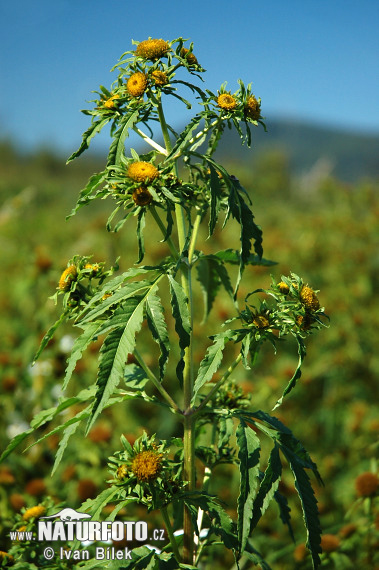 Dvojzub lúčovitý (Bidens radiata)