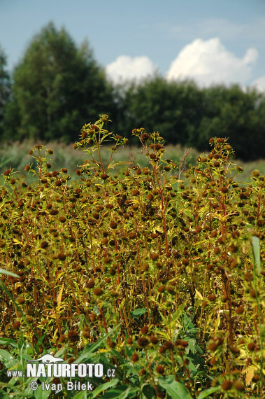 Dvojzub lúčovitý (Bidens radiata)