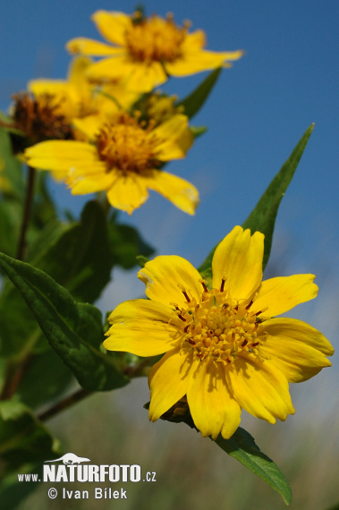 Dvojzub ovisnutý (Bidens cernua)