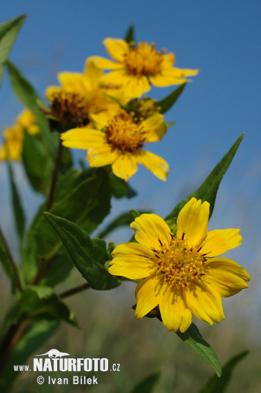 Dvojzub ovisnutý (Bidens cernua)