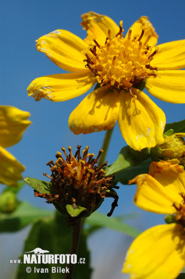 Dvojzub ovisnutý (Bidens cernua)