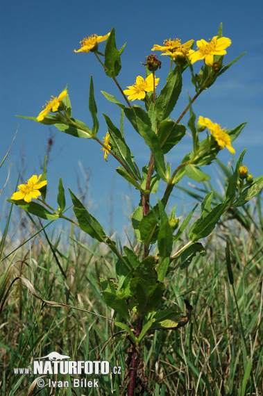 Dvojzub ovisnutý (Bidens cernua)