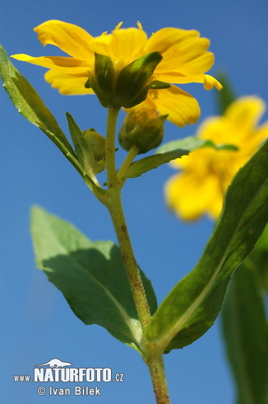 Dvojzub ovisnutý (Bidens cernua)